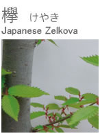 けやき・欅