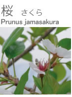 さくら・桜