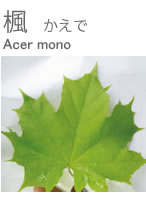 楓・かえで